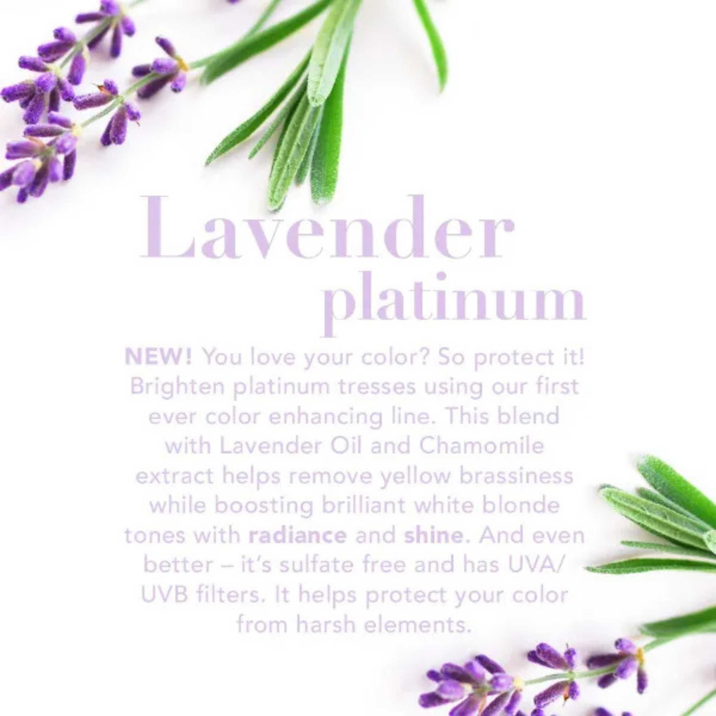 OGX Lavender Luminescent Platinum Shampoo 385ml - Image 3